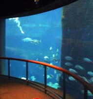 Biodome Saint-Laurent marin aquarium géant photo Jacqueline Mallette